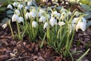 Galanthus nivalis Flore Pleno 5/+