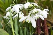 Galanthus nivalis Flore Pleno 5/+
