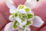Galanthus nivalis Flore Pleno 5/+
