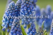 Muscari armeniacum 8/9