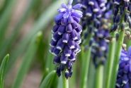 Muscari armeniacum 8/9