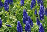 Muscari armeniacum 8/9