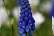Muscari Joyce Spirit 7/8