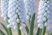 Muscari Joyce Spirit 7/8