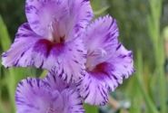 Gladiolus Passos 12/14