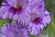 Gladiolus Passos 12/14