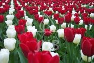Combinations Reason to be Cheerful