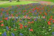 Combinations Bee Mixture Veenendaal