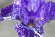 Iris germanica Batik