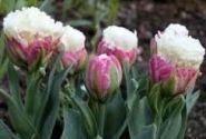 Tulipa, vēla, pild. z. Ice Cream 11/12