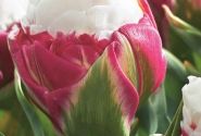 Tulipa, vēla, pild. z. Ice Cream 11/12
