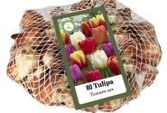 Tulipa, triumfa Triumph Mix (tīkliņā) 11/12