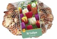 Tulipa, triumfa Triumph Mix (tīkliņā) 11/12