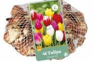 Tulipa, triumfa Triumph Mix (tīkliņā) 11/12