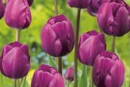 Tulipa, triumfa Triumph Purple 11/12