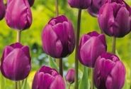Tulipa, triumfa Triumph Purple 11/12