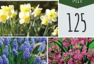 Sīpolpuķu maisījums Bulb Garden Mix