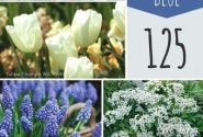 Sīpolpuķu maisījums Bulb Garden Blue