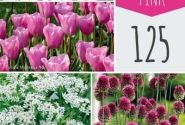 Sīpolpuķu maisījums Bulb Garden Pink