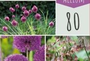 Sīpolpuķu maisījums Bulb Garden Allium