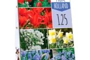 Sīpolpuķu maisījums Bulbs From Holland