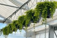Energo/ēnošanas aizkari siltumnīcai 500 m² ar montāžu