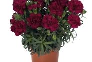 Dianthus caryophyllus Menorca Violet