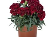 Dianthus caryophyllus Menorca Dark Red
