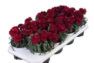 Dianthus caryophyllus Menorca Dark Red