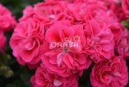 Pelargonium zonale Survivor Idols Rosalinda