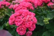 Pelargonium zonale Survivor Idols Rosalinda