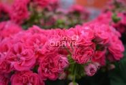 Pelargonium zonale Survivor Idols Rosalinda