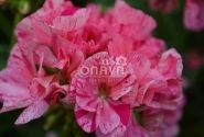 Pelargonium zonale Survivor Idols Pink Batik