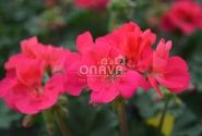 Pelargonium zonale Savannah Punch