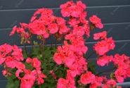 Pelargonium zonale Savannah Punch