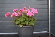 Pelargonium zonale Savannah Pink