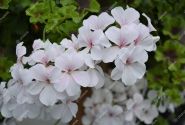 Pelargonium peltatum Grand Idols White