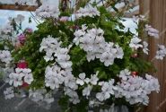 Pelargonium peltatum Grand Idols White