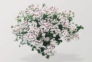 Pelargonium peltatum Classic Single Ville Dresden