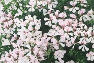 Pelargonium peltatum Classic Single Ville Dresden