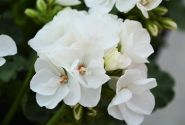 Pelargonium zonale Survivor Idols White