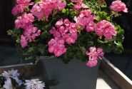 Pelargonium zonale Green Idols Hot Pink