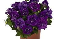 Petunia atkinsiana Origami Marine