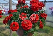 Verbena hybrida Empress Flair Red