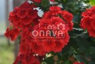 Verbena hybrida Empress Flair Red