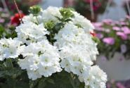 Verbena hybrida Empress Flair White