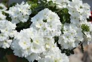 Verbena hybrida Empress Flair White