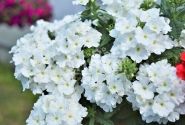 Verbena hybrida Empress Flair White