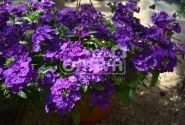 Verbena hybrida Empress Sun Violet