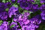 Verbena hybrida Empress Sun Violet